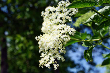 Elderberry flowers and lemons on the tableの写真素材