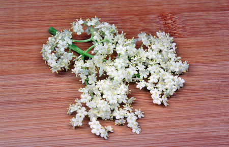 Elderberry flower on a wooden boardの写真素材