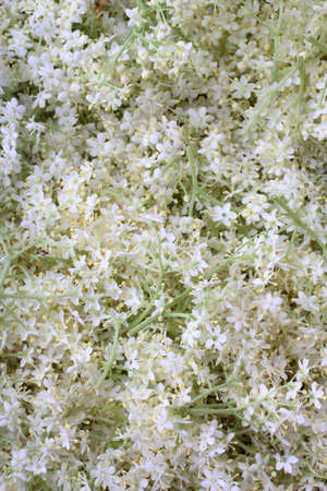 Elderberry flowersの写真素材