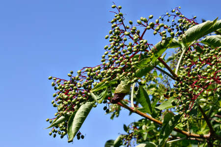 Unripe fruits of elderberry on blue sky backgroundの写真素材