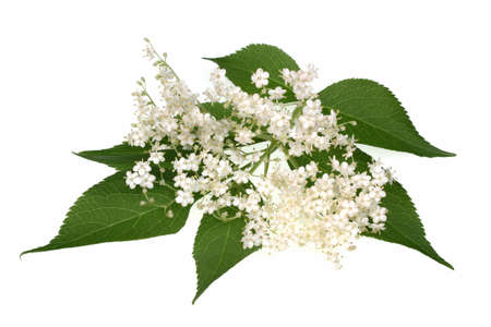 Elderflower flower head sambucus nigra on the white backgroundの写真素材