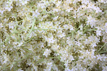 Elderberry flowers as backgroundの写真素材