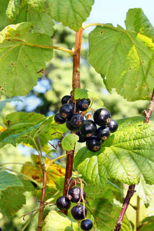 Ripe blackcurrants growing in the bushの写真素材