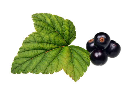 Blackcurrant isolated on white background with  leavesの写真素材
