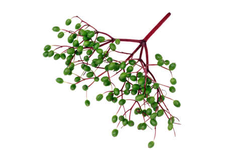 Unripe fruits of elderberry on white backgroundの写真素材