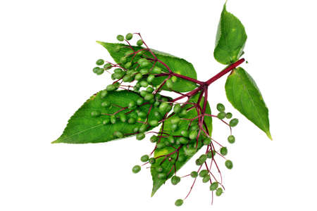 Unripe fruits of elderberry on white backgroundの写真素材