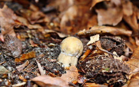 Young edible boletus  mushroom growing in a woods
