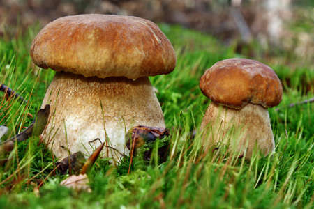 Two mushroom boletus in the forestの写真素材