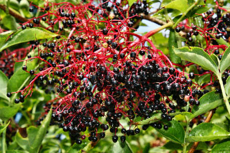 Growing elderberry unripe fruits after rain in the gardenの写真素材