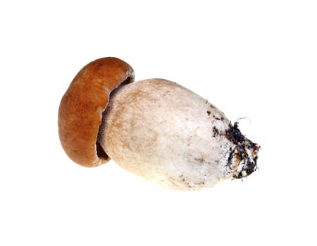 Mushroom boletus  on the white backgroundの写真素材