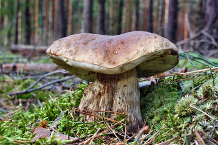 Boletus edulis mushroom in the mossの写真素材