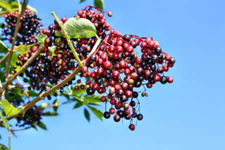 Unripe fruits of elderberry on blue sky backgroundの写真素材