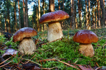 Three mushroom boletus in the forestの写真素材