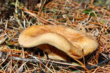 Toxic mushroom paxillus involutus growing in the forest