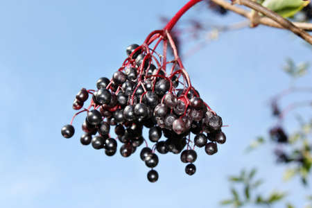 Unripe fruits of elderberry on blue sky backgroundの写真素材