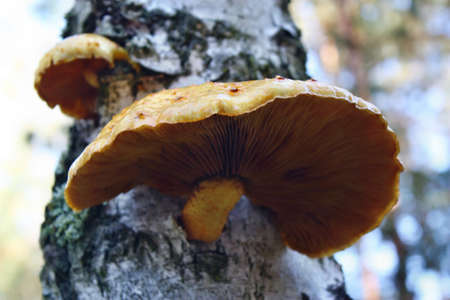 Yellow mushrooms pholiota on the tree birchの写真素材