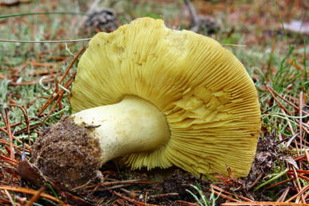 Tricholoma equestre mushroom poisonous growing in the forestの写真素材