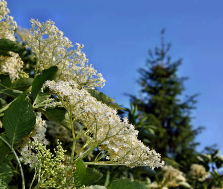 Blooming healthy elderberry on blue sky backgroundの写真素材