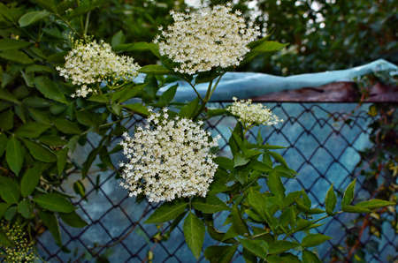 Elderflower flower head sambucus nigra for wine and alternative medicineの写真素材