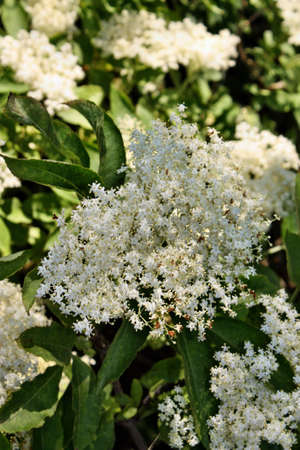 Blooming elderflower Sambucus nigra in garden
