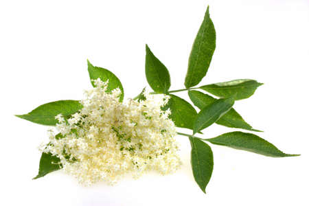 Elderberry flower on a white の写真素材