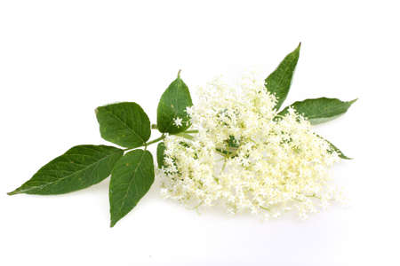 Elderberry flower on a white の写真素材