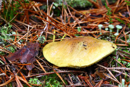 Tricholoma equestre mushroom poisonous growing in the forestの写真素材