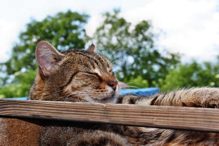 Fun cat resting lying in the gardenの写真素材