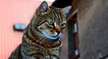 Look beautiful gray striped cat