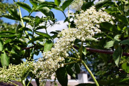 Blooming elderberry on blue sky backgroundの写真素材
