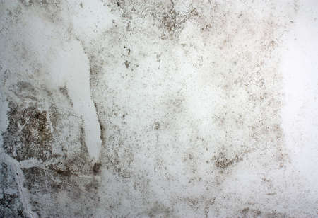 Dangerous toxic fungus mold on the ceiling in the roomの写真素材