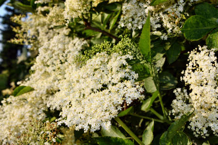 European black elderberry (Sambucus nigra) flower and foliage