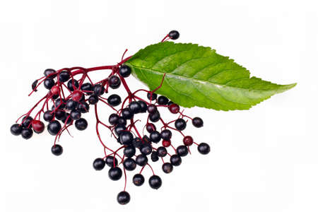 elderberry