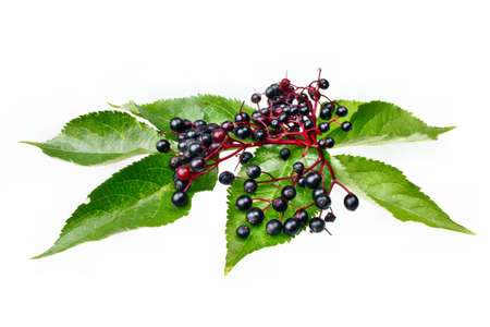 Elderberry fruit on a white backgroundの写真素材