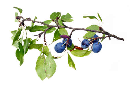 Ripe plum with leaf  fresh fruit isolated backgroundの写真素材
