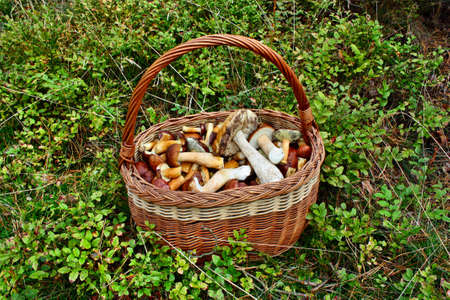 A lot of autumn mushrooms in the forestの写真素材
