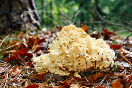 Mushroom Sparassis crispa forest edible autumn