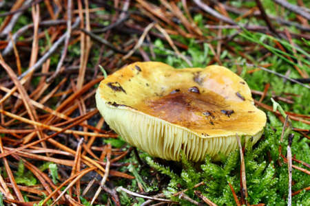 Tricholoma equestre mushroom poisonous growing in the forest