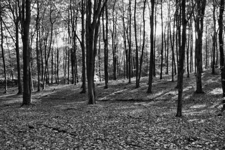 Landscape autumn in the forest white and black colorの写真素材
