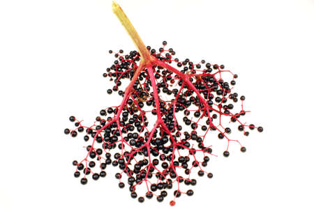 Twig with elderberries and a leaf lying on a white background