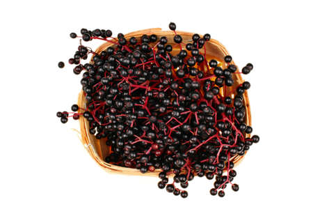 Black elderberry fresh fruit isolatedの写真素材