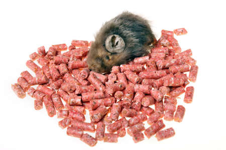 Poison rodents and one mice on a white backgroundの写真素材