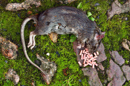 Poisoned rodent  lying dead big rat and spilled granules pellets of poisonの写真素材
