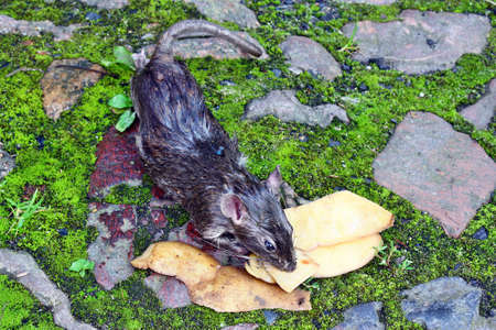 Poisoned rodent  lying dead big rat and spilled peels the potatoesの写真素材