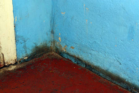 Dangerous mold fungus on the wall in a room near a door at home
