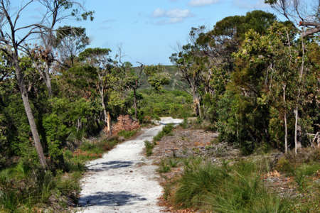 Forest Way at Noosa Heads National Park, Queensland Australia.の写真素材