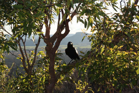 Australian black raven in Glass House Mountains, Sunshine Coast, Queensland, Australia.の写真素材