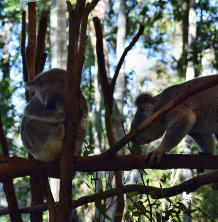 Koala sleeping on a tree branch eucalyptus in Australiaの写真素材