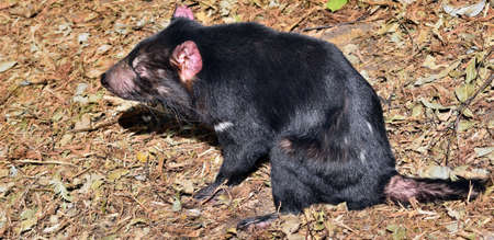Wild tasmanian devil endangered with extinction in Australiaの写真素材