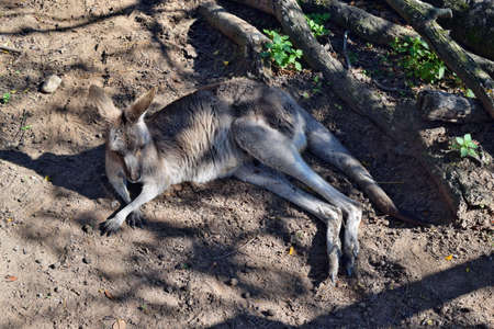 Wild grey kangaroo resting in Queensland, Australiaの写真素材